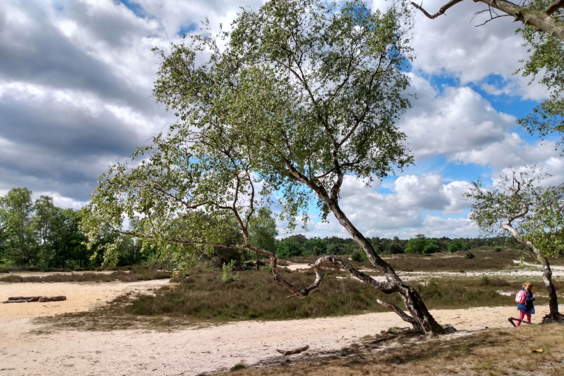 Wydmy i wrzosowiska w Grenspark Kalmthoutse Heide