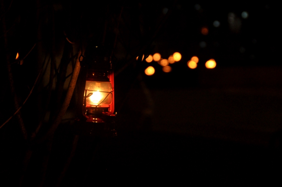 Lampiony na drzewach