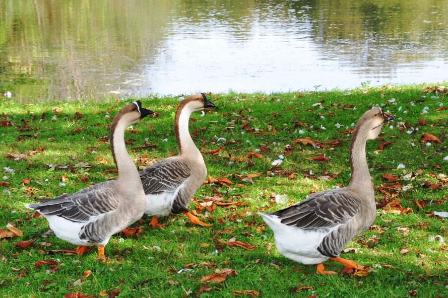 Stado półdzikich gęsi mieszkających w Lillo