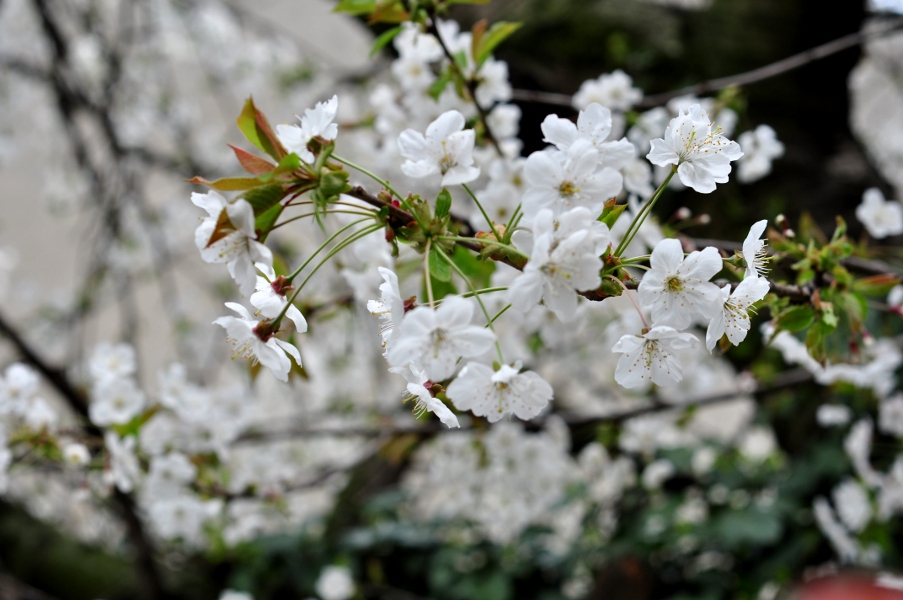 Kwitnące drzewo w Antwerpen Zuid