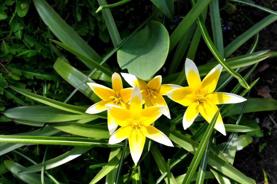 Wiosna: tulipany