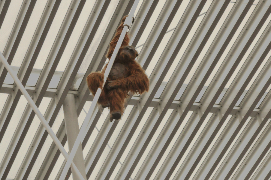Orangutan na Placu Teatralnym w Antwerpii