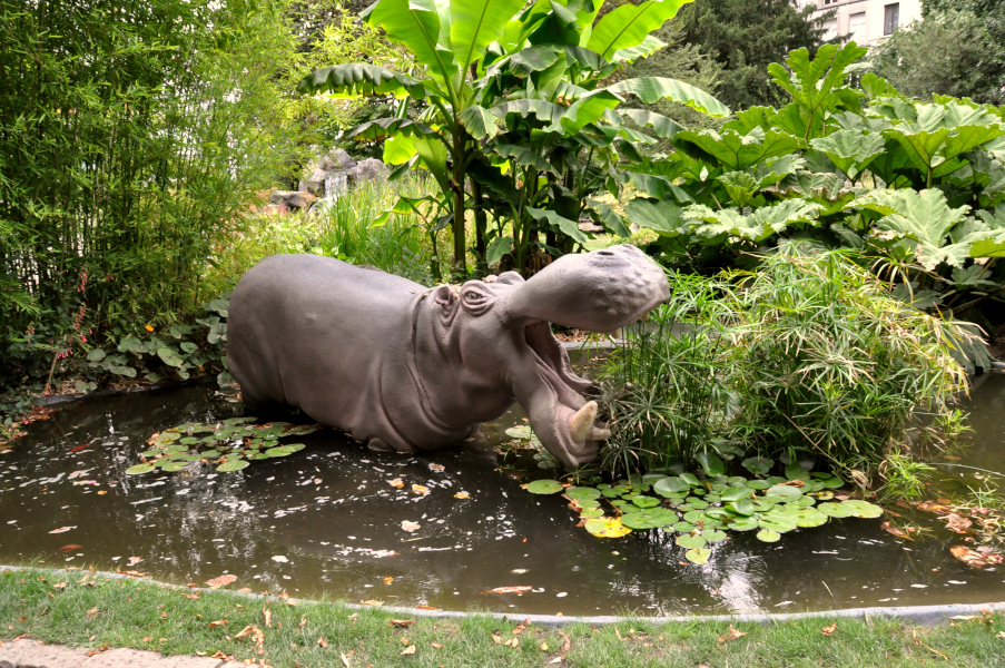 Hipopotam w Ogrodzie Botanicznym w Antwerpii