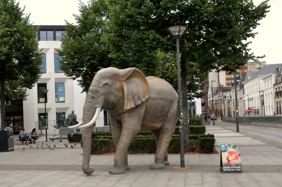 Slon w Antwerpii