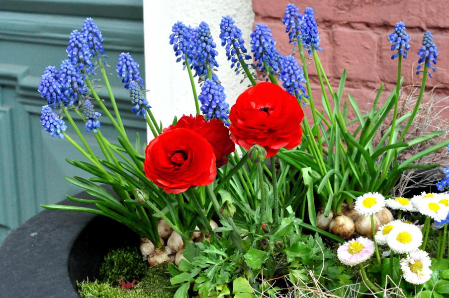 wiosna: szafirki i tulipany