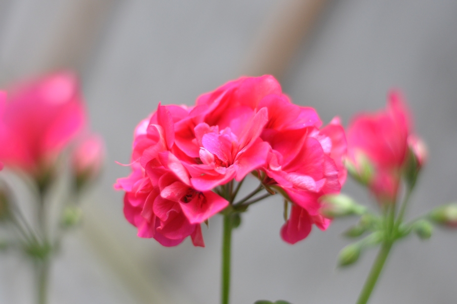 Begonie na Cadixstraat